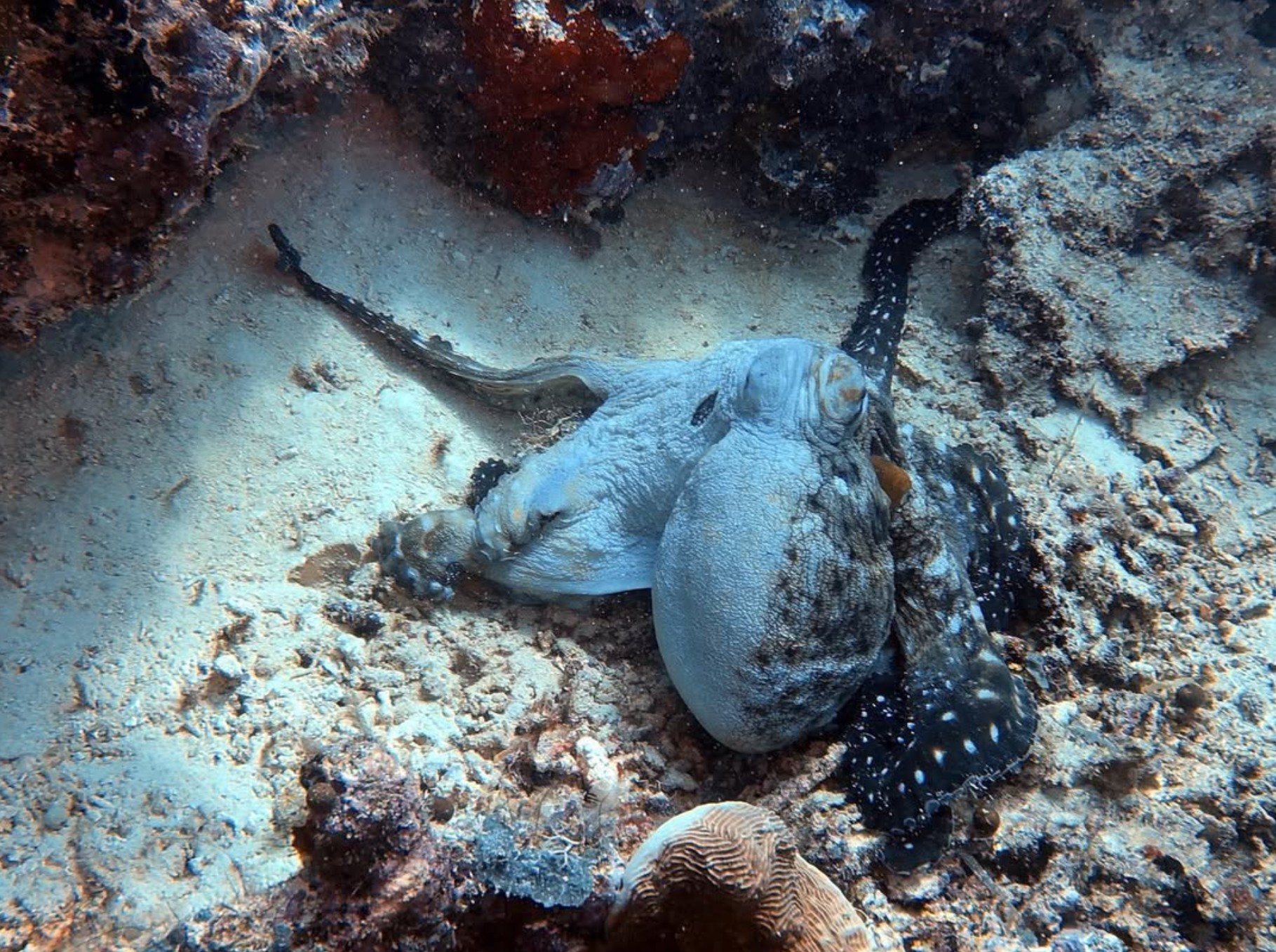 Octopus underwater